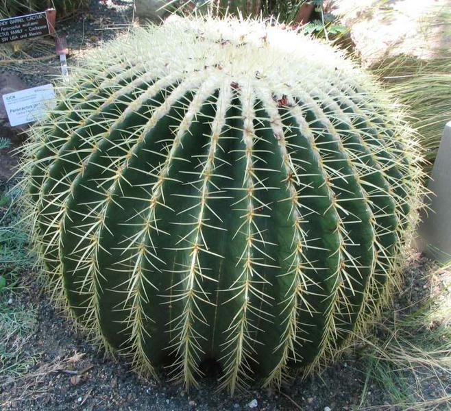 Kaktus Fotel Tesciowej Echinocactus Grusonii Id 1876 Dobrenasiona Com